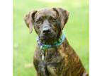 Adopt Nova a Plott Hound