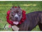 Adopt Lexi a American Staffordshire Terrier