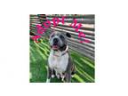 Adopt Fancy a Staffordshire Bull Terrier