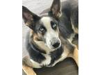 Adopt Daisy a German Shepherd Dog