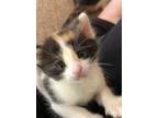 Adopt Daisy a Calico, American Shorthair