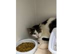 Adopt Callie a Calico