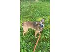 Adopt Boxie a Terrier, Mixed Breed