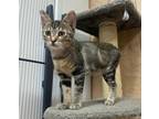 Adopt Purrly Q a Domestic Short Hair