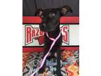 Adopt Dory a Labrador Retriever