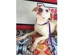 Adopt Shelly a Mixed Breed