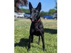 Adopt Sunday Riley a Shepherd