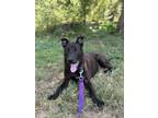 Adopt Kelby a Rottweiler, Pit Bull Terrier