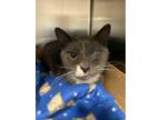 Adopt Winky a Domestic Short Hair