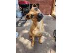 Adopt Tails of Success - (Koda) Elizabeth Bennet (SPAYED) a Black Mouth Cur