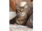 Adopt Bumble Bee (Courtesy Post) a Manx, Domestic Short Hair