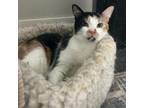 Adopt TB a Domestic Medium Hair