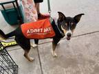 Adopt Reese a Australian Kelpie, Basenji