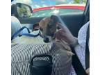 Adopt Rosie a Jack Russell Terrier