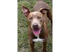 Adopt Ivy a Labrador Retriever, Mixed Breed