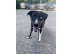 Adopt Sassy a Siberian Husky, Hound