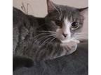 Adopt Cynthia a Domestic Short Hair