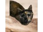Adopt Carmel a Domestic Short Hair