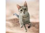 Adopt Honey/Hook a Domestic Short Hair