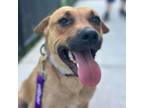 Adopt Hazel a Black Mouth Cur