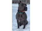 Adopt Dezi a Pit Bull Terrier