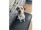 Adopt Duchess a Dalmatian, Labrador Retriever