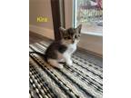 Adopt Kira a Domestic Short Hair, Siamese