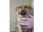 Adopt Pumpkin a German Shepherd Dog, Labrador Retriever