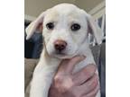 Adopt Princess a German Shepherd Dog, Labrador Retriever