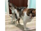 Adopt Catalina a Domestic Short Hair