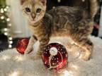 Silver BENGAL KITTENS