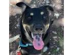 Adopt ROCCO a Basenji, Mixed Breed