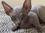 Bambino Sphynx Male Cat Blue Color