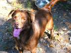 Adopt Wolfgang a Labrador Retriever