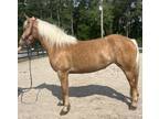 Haflinger cross draft