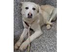 Adopt Hemingway a Great Pyrenees