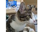 Adopt Tony a Domestic Short Hair