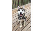Adopt HAPPY a Husky