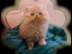 Male Kitten