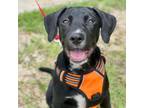 Adopt Zaxby a Black Labrador Retriever