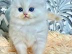 Ymomoto White Angel Scottish Fold With Blue Eyes