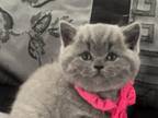 British Shorthair Blue Female Brtishkitncat