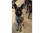 Adopt Ace a German Shepherd Dog