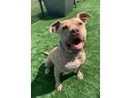 Adopt Hibiscus a Pit Bull Terrier, Mixed Breed