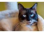 Adopt Jolly Rodger a Siamese