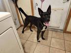 Adopt Enzo a Mixed Breed