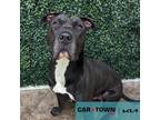 Adopt Pacman a Pit Bull Terrier, Shar-Pei