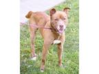 Adopt Jackson a Mixed Breed, Labrador Retriever