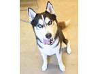 Adopt Roland a Husky, Mixed Breed