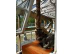 Adopt Flash a Domestic Long Hair